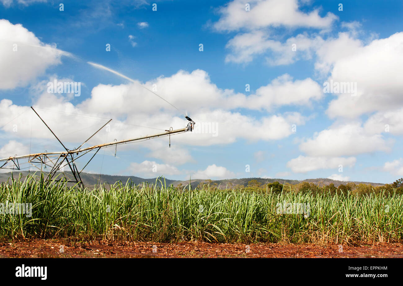 sugar cane with an irrigation watering system Stock Photo Alamy