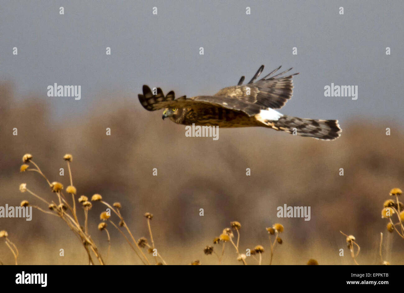 Northern Harrier (Circus cyaneus) flying over a field at Bosque del Apache, New Mexico Stock Photo