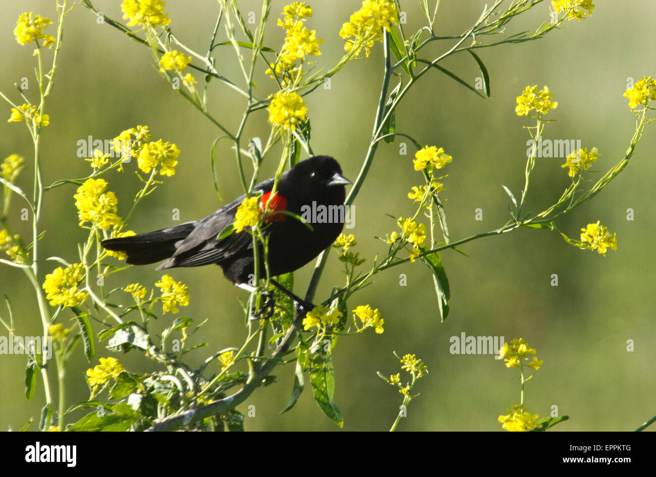 Red -Winged Blackbird (Agelaius phoeniceus) in mustard plant Stock Photo