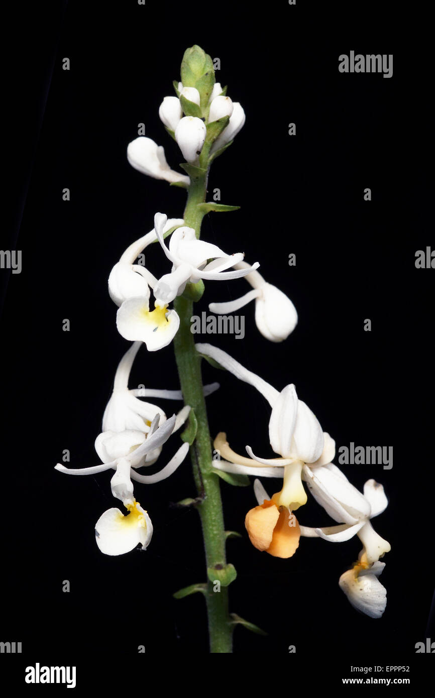 Jewel orchid bloom (Ludisia discolor) Stock Photo