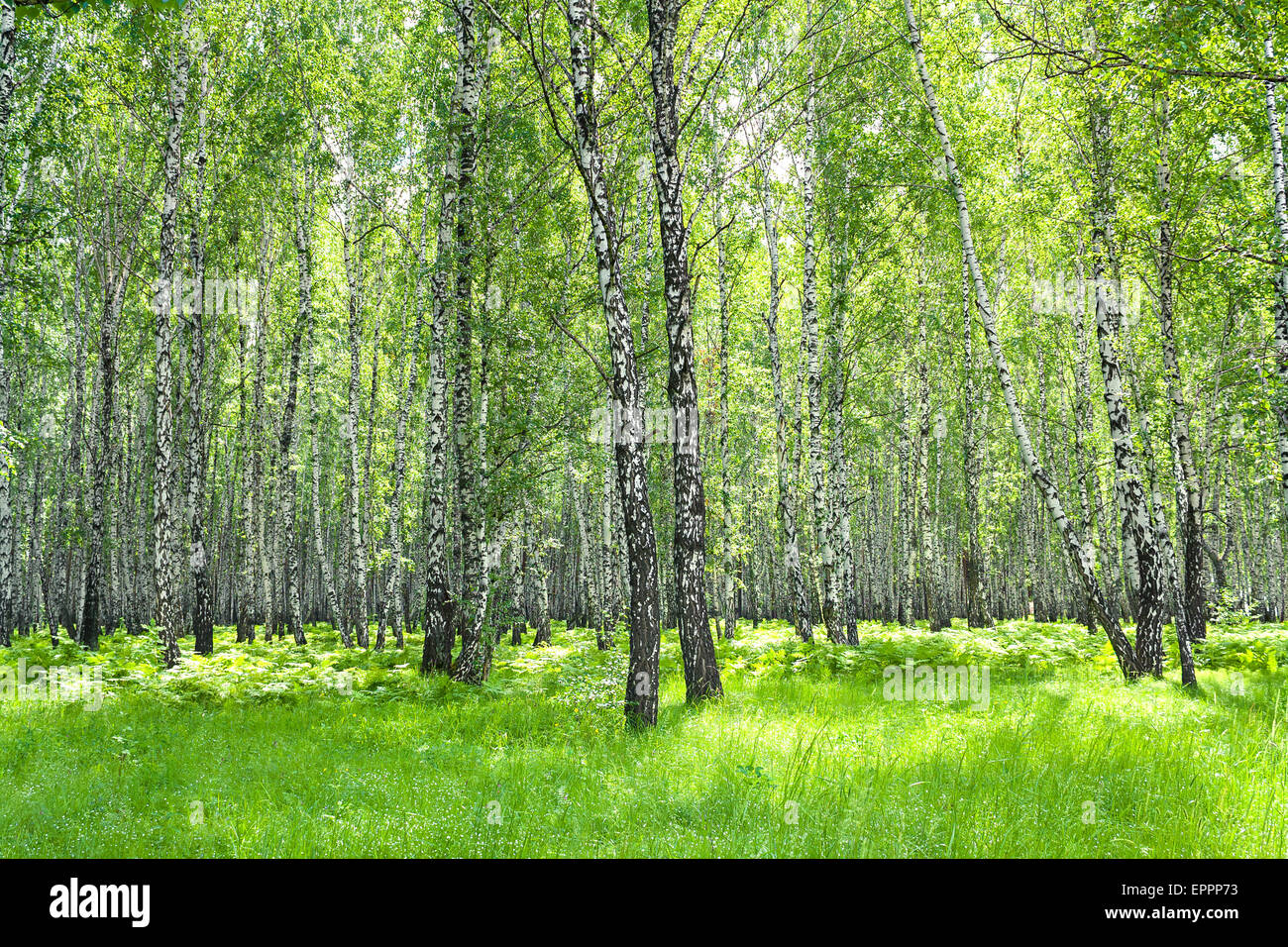 summer landscape with the birch forest Stock Photo - Alamy