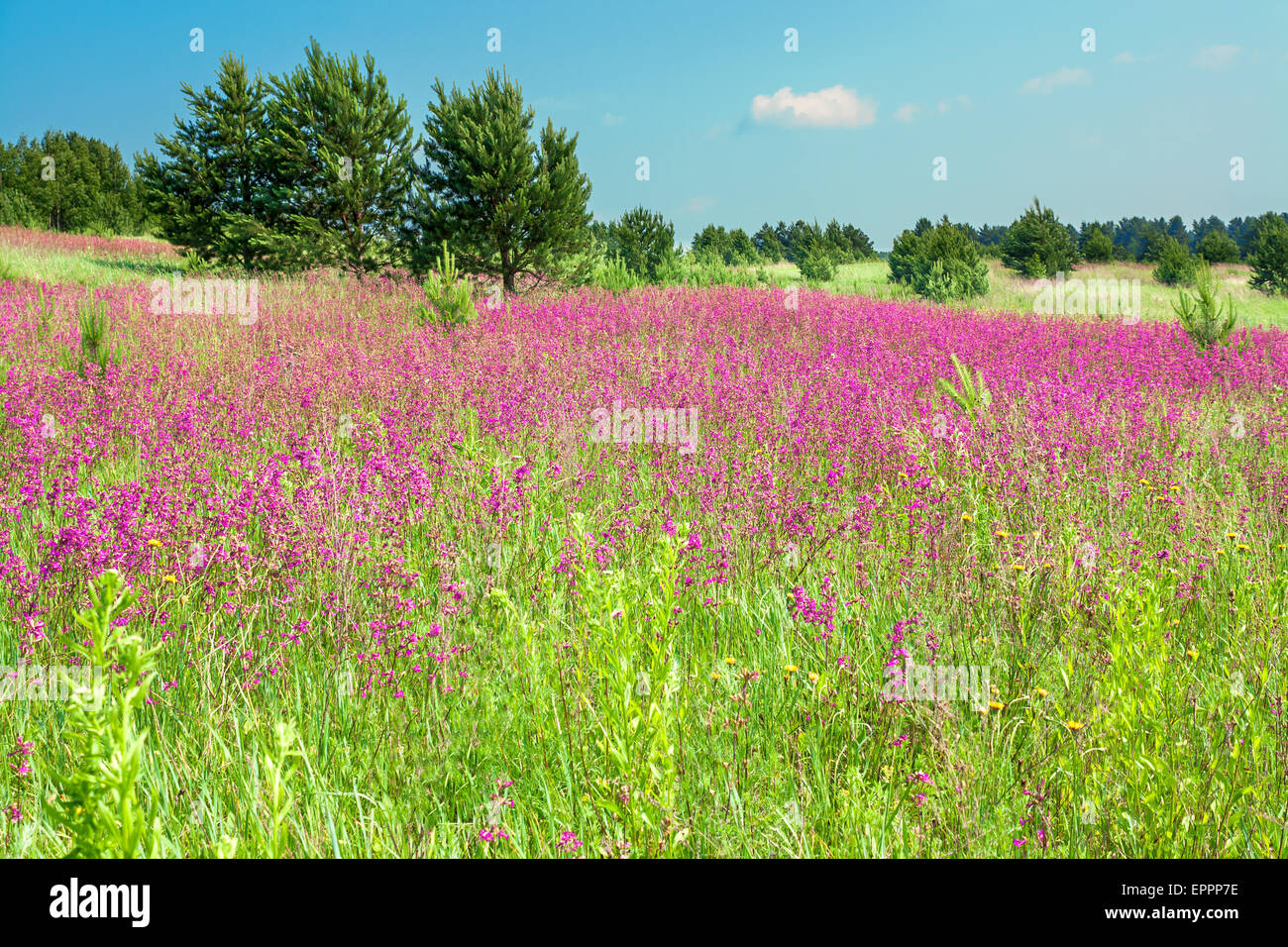 summer landscape with the blossoming pink flowers on a meadow Stock ...