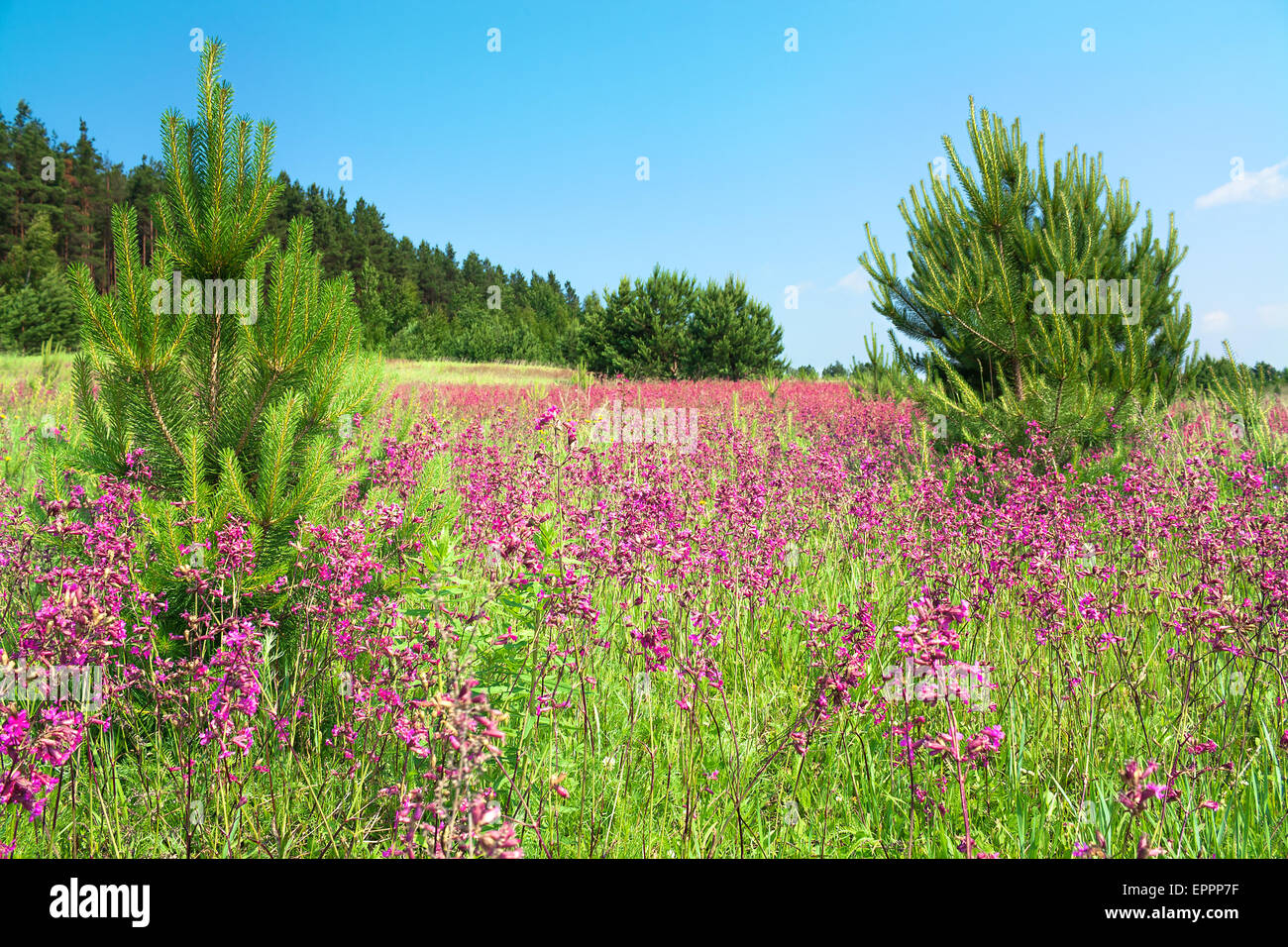 summer landscape with the blossoming pink flowers on a meadow Stock ...