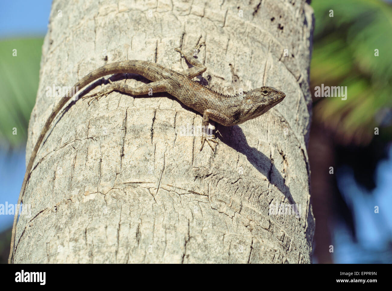 medium lizard in wild nature on palm tree Stock Photo
