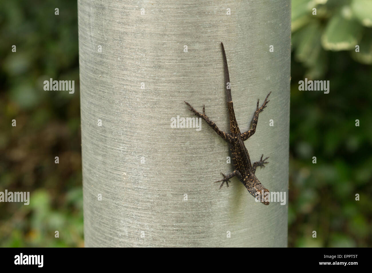 A photograph of a brown anole lizard resting on a metal pole in New Orleans, Louisiana. Stock Photo
