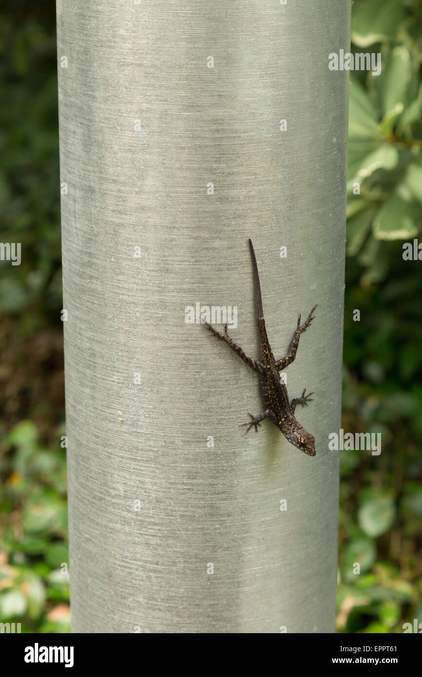A photograph of a brown anole lizard resting on a metal pole in New Orleans, Louisiana. Stock Photo