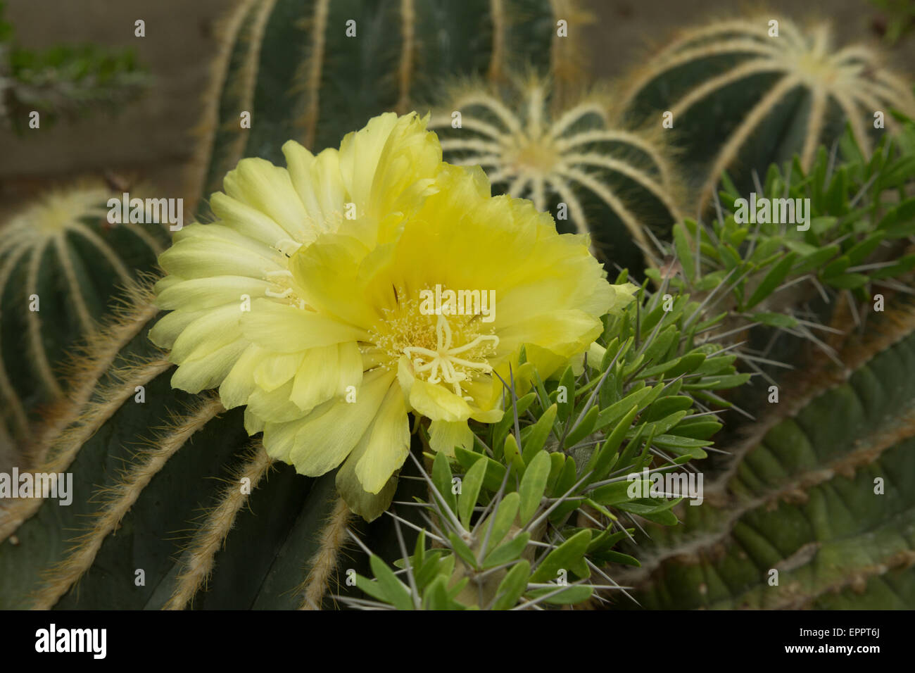 A photograph of a yellow cactus flower blooming. This particular cactus is a Parodia magnifica. Stock Photo