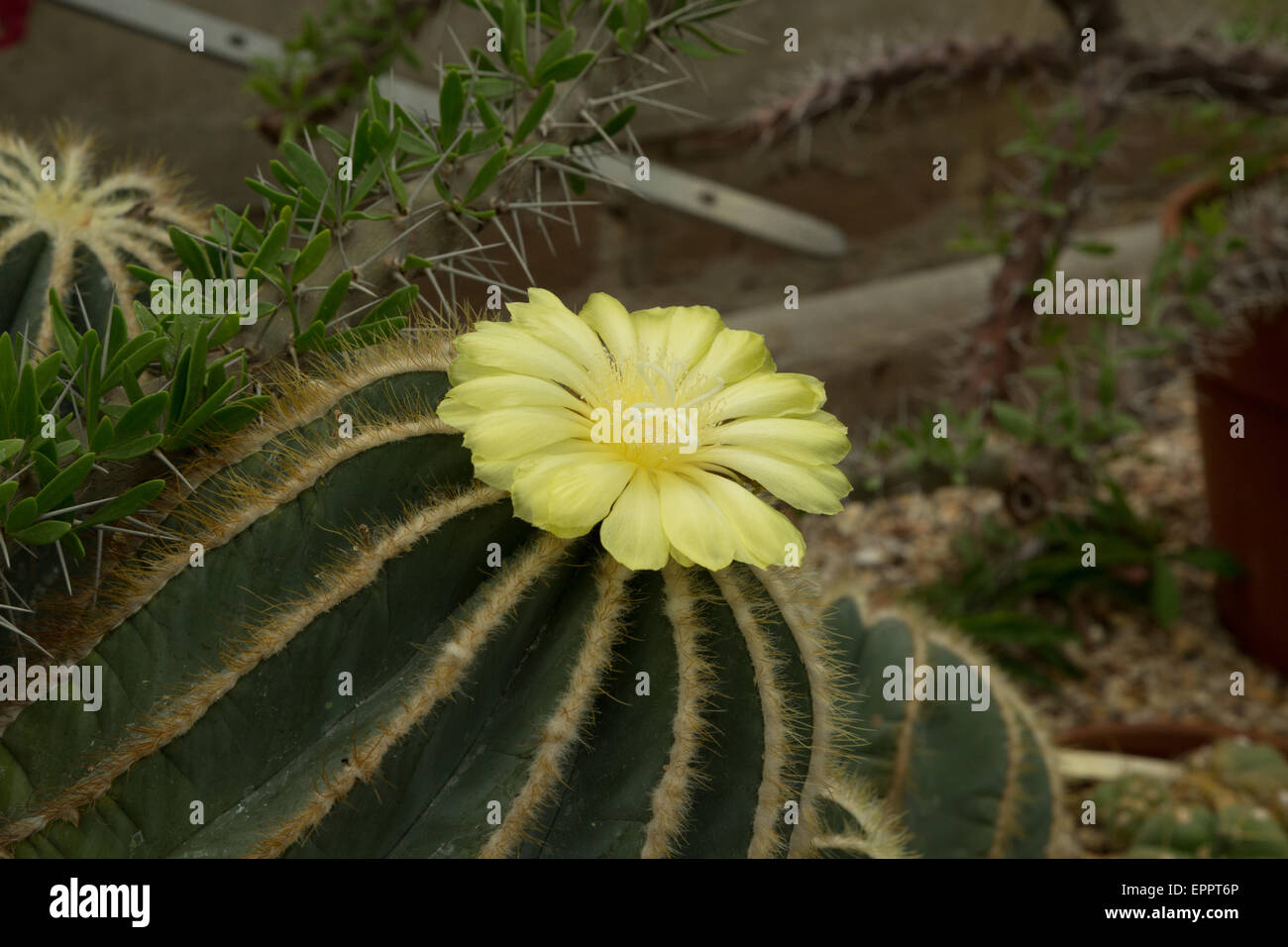 A photograph of a yellow cactus flower blooming. This particular cactus is a Parodia magnifica. Stock Photo