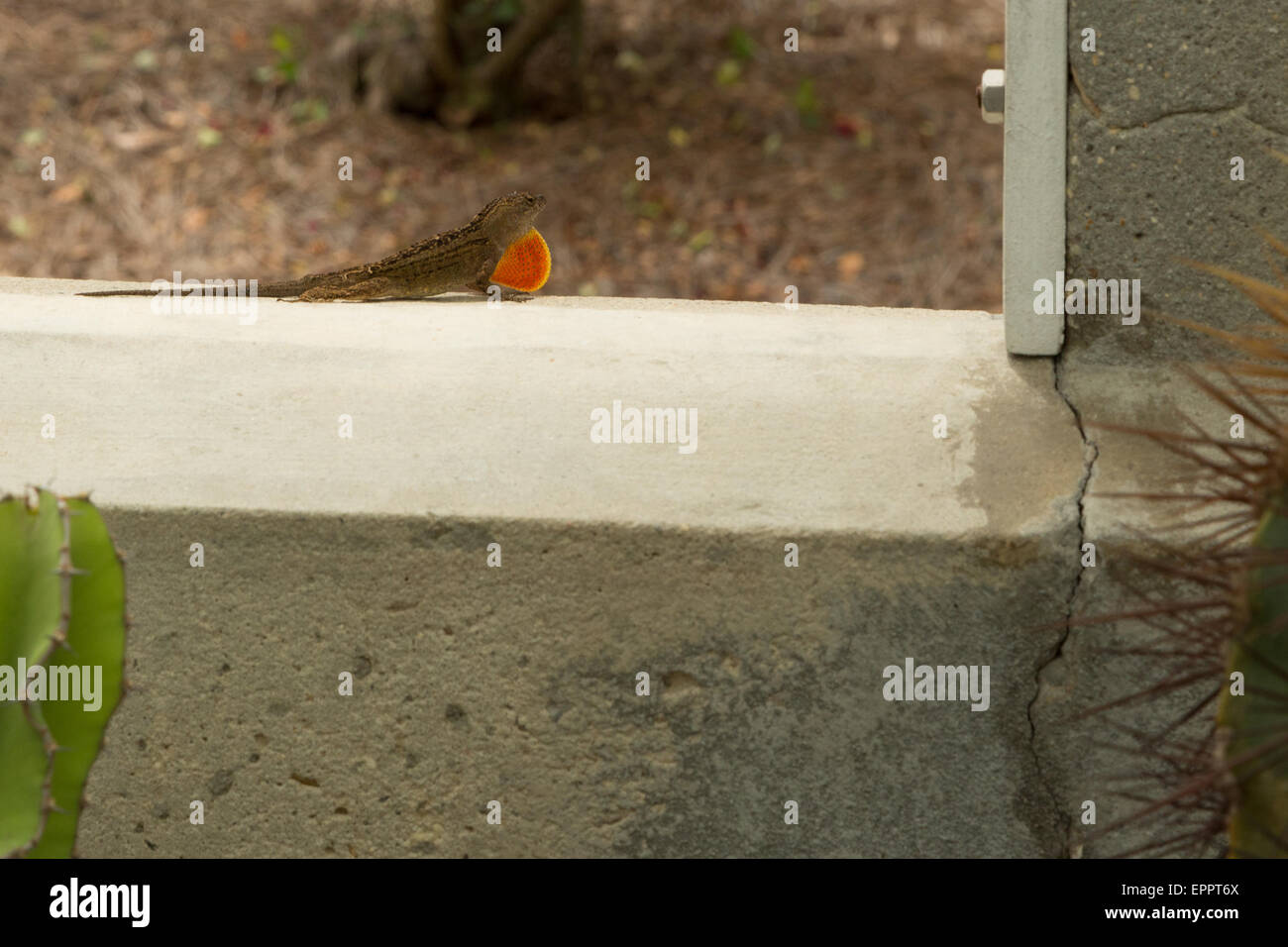 A photograph of a brown anole lizard resting on a tree trunk in New Orleans, Louisiana. Stock Photo