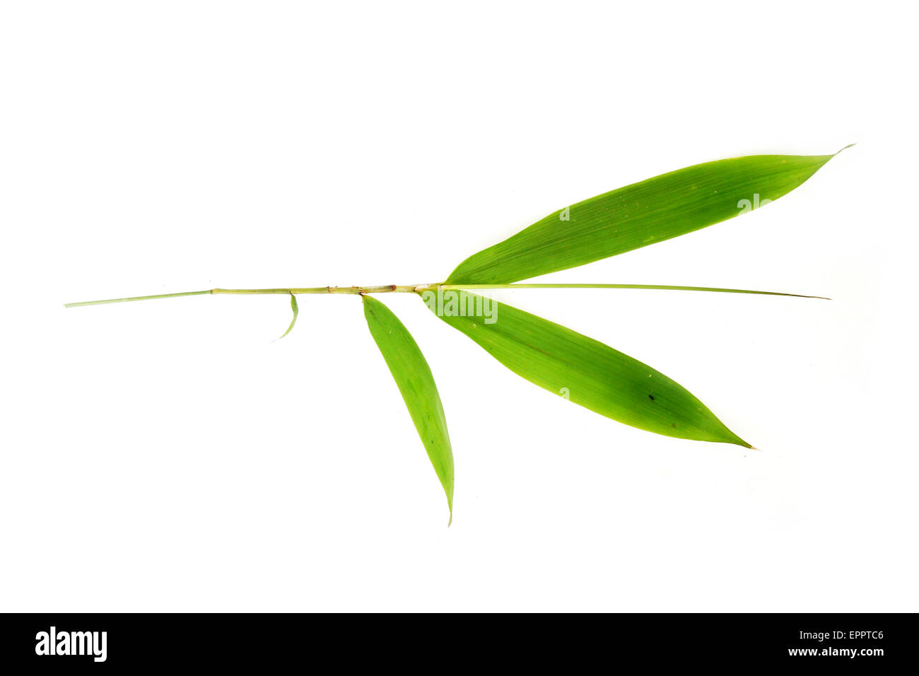 Dinochloa sp climber bamboo Poaceae Stock Photo