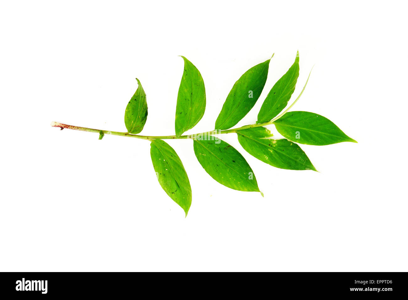 Globba pendula Zingiberaceae Stock Photo