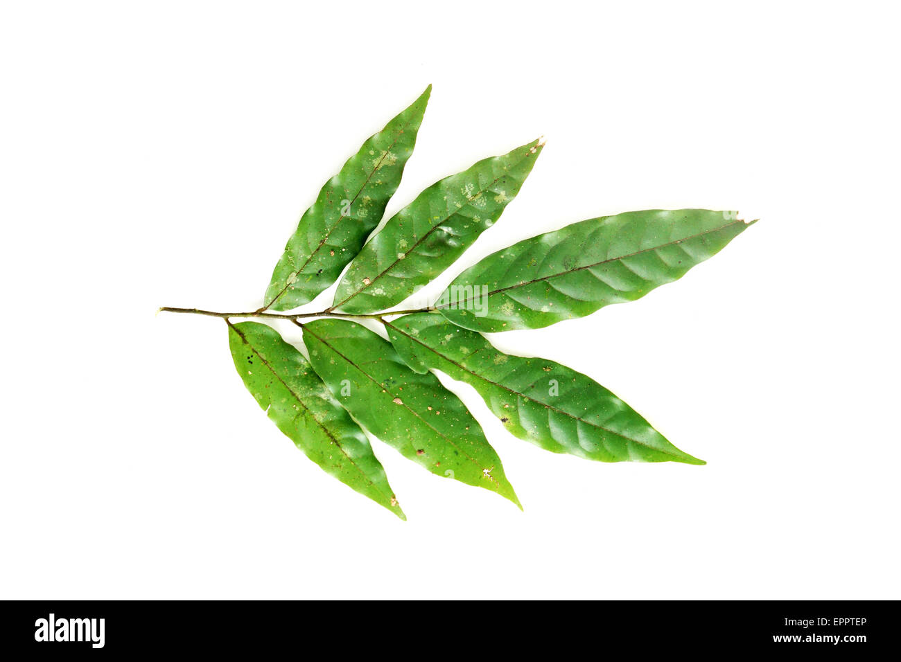 Polyalthia rumphii Annonaceae Stock Photo