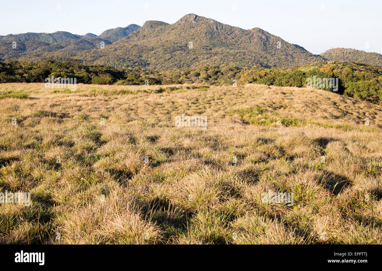 Montane grassland environment Horton Plains national park, Sri Lanka, Asia Stock Photo Alamy