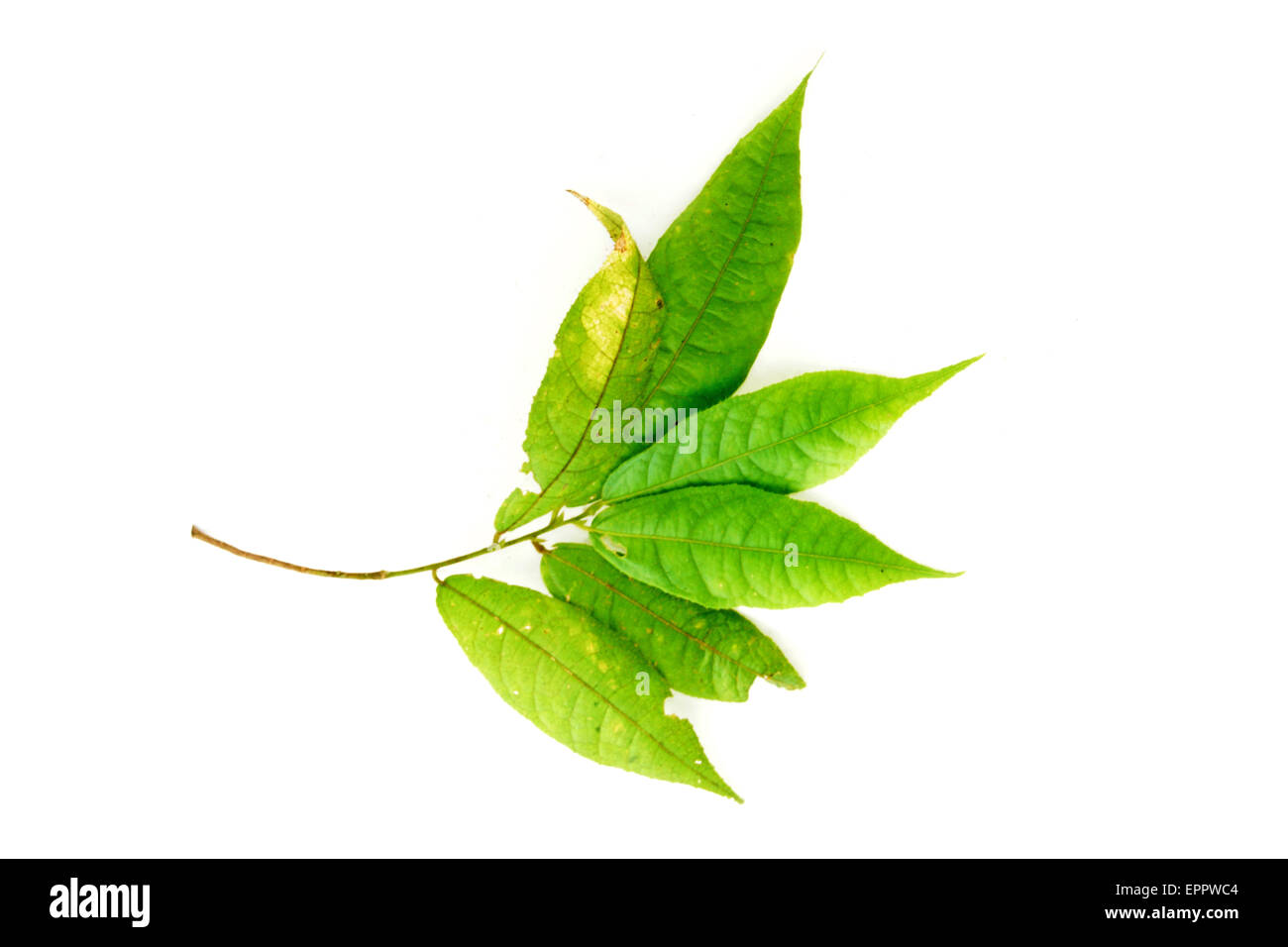 Microcos sp Malvaceae Stock Photo - Alamy
