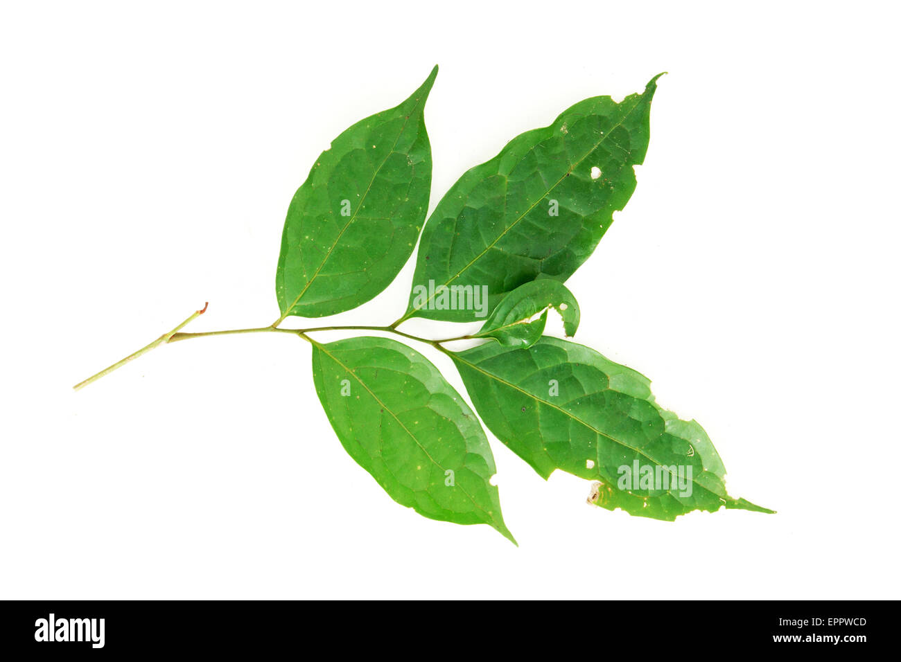 glycosmis macrantha Rutaceae Stock Photo