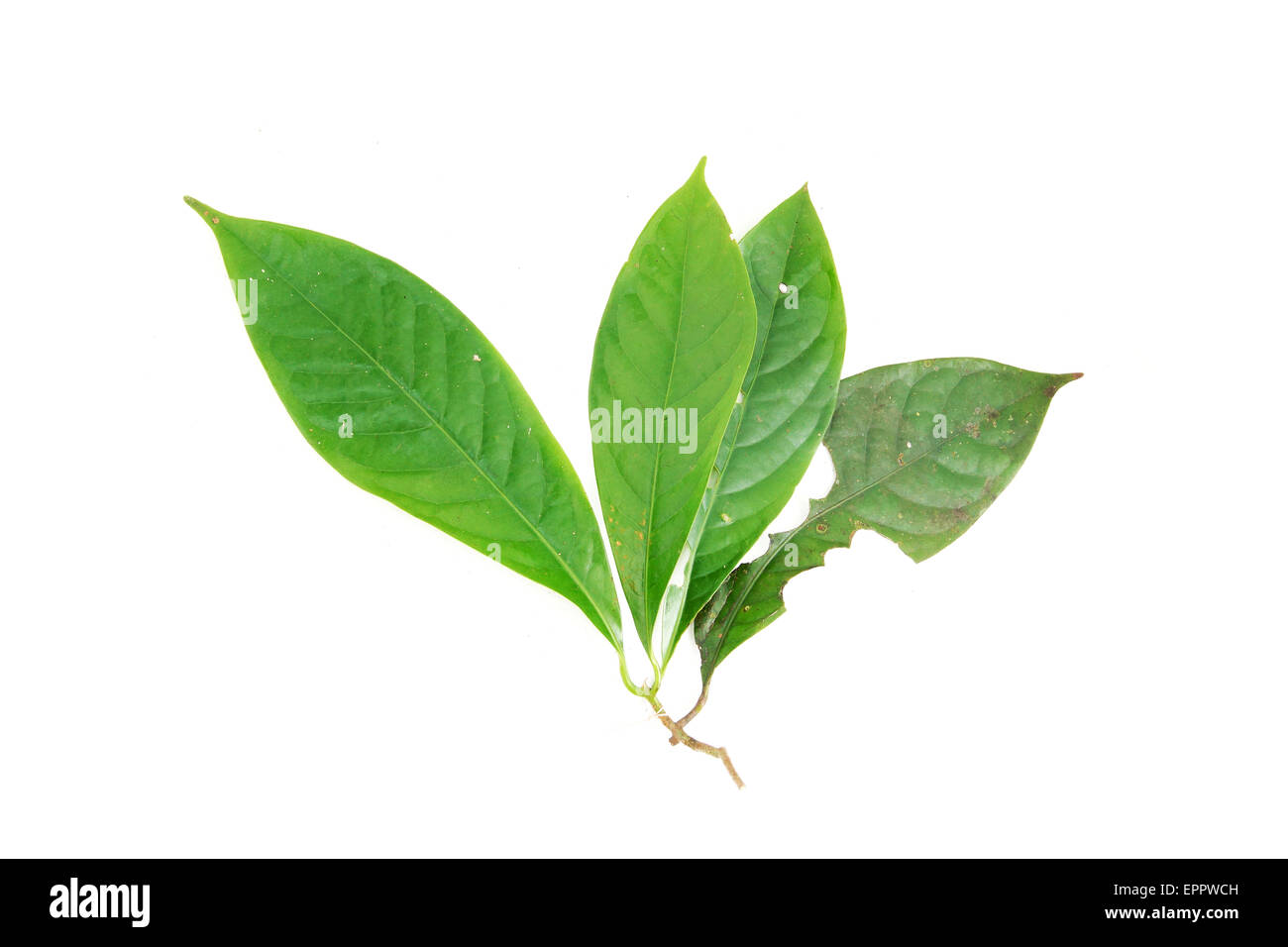 litsea caesia Lauraceae Stock Photo