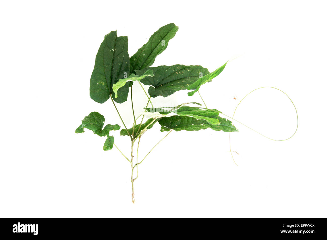 Trichosanthes sp Cucurbitaceae liana Stock Photo