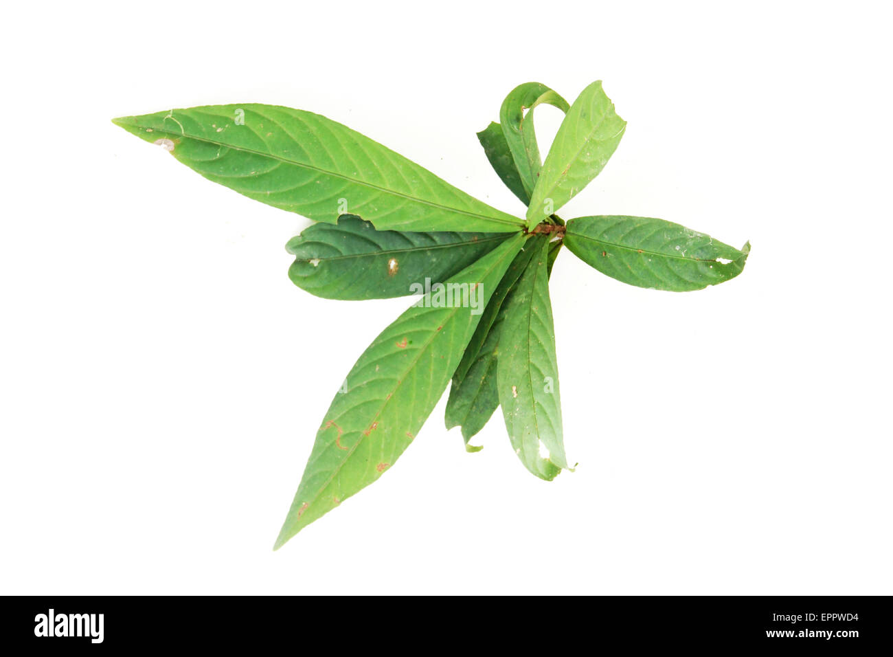 Ardisia sp Myrsinaceae Stock Photo