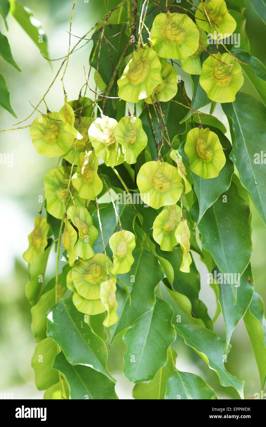 Pterocarpus indicus Fabaceae Stock Photo