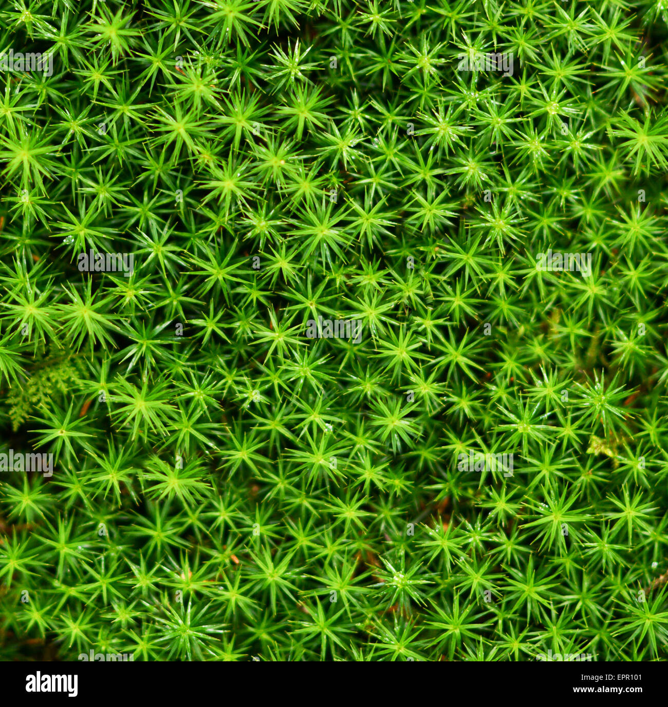 Moss texture background Stock Photo - Alamy