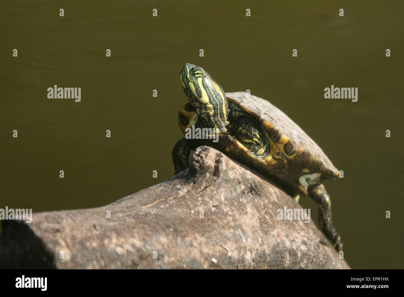 Central American Slider (Trachemys venusta) basking on a log Stock Photo