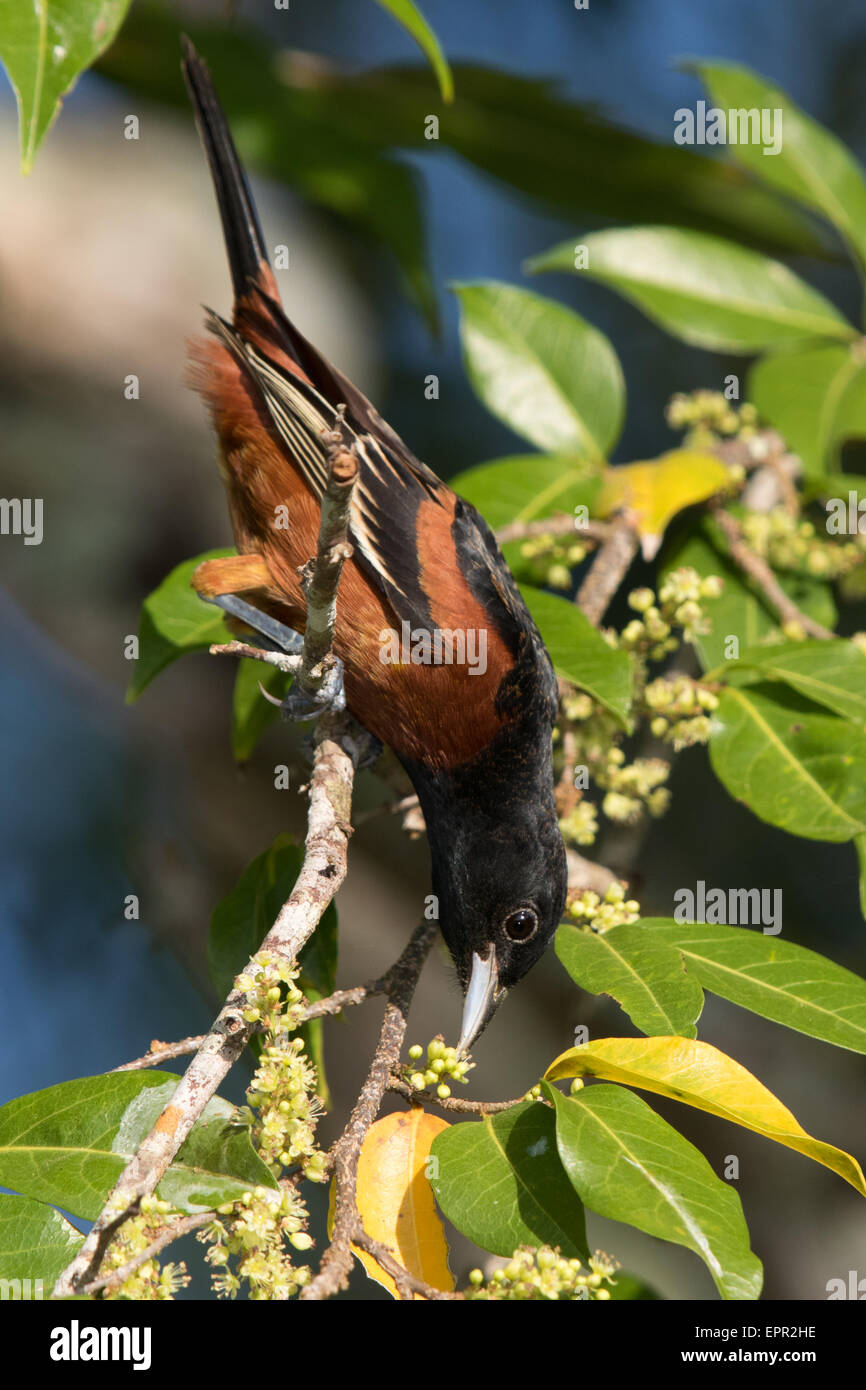 Orchard Oriole (Icterus spurius) in a cashew tree Stock Photo