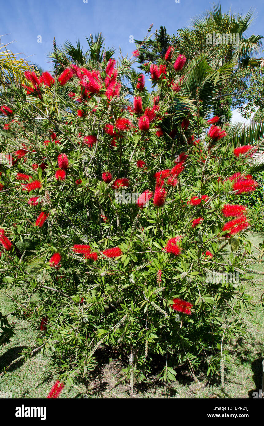 Bottle brush hires stock photography and images Alamy