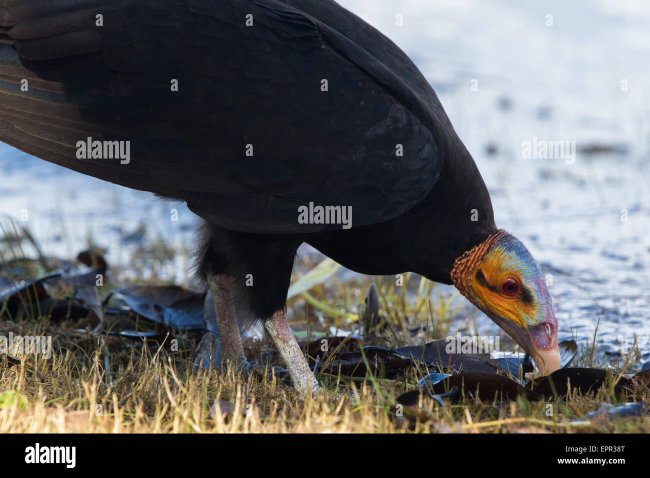 Lesser Yellow-headed Vulture (Cathartes burrovianus) Stock Photo