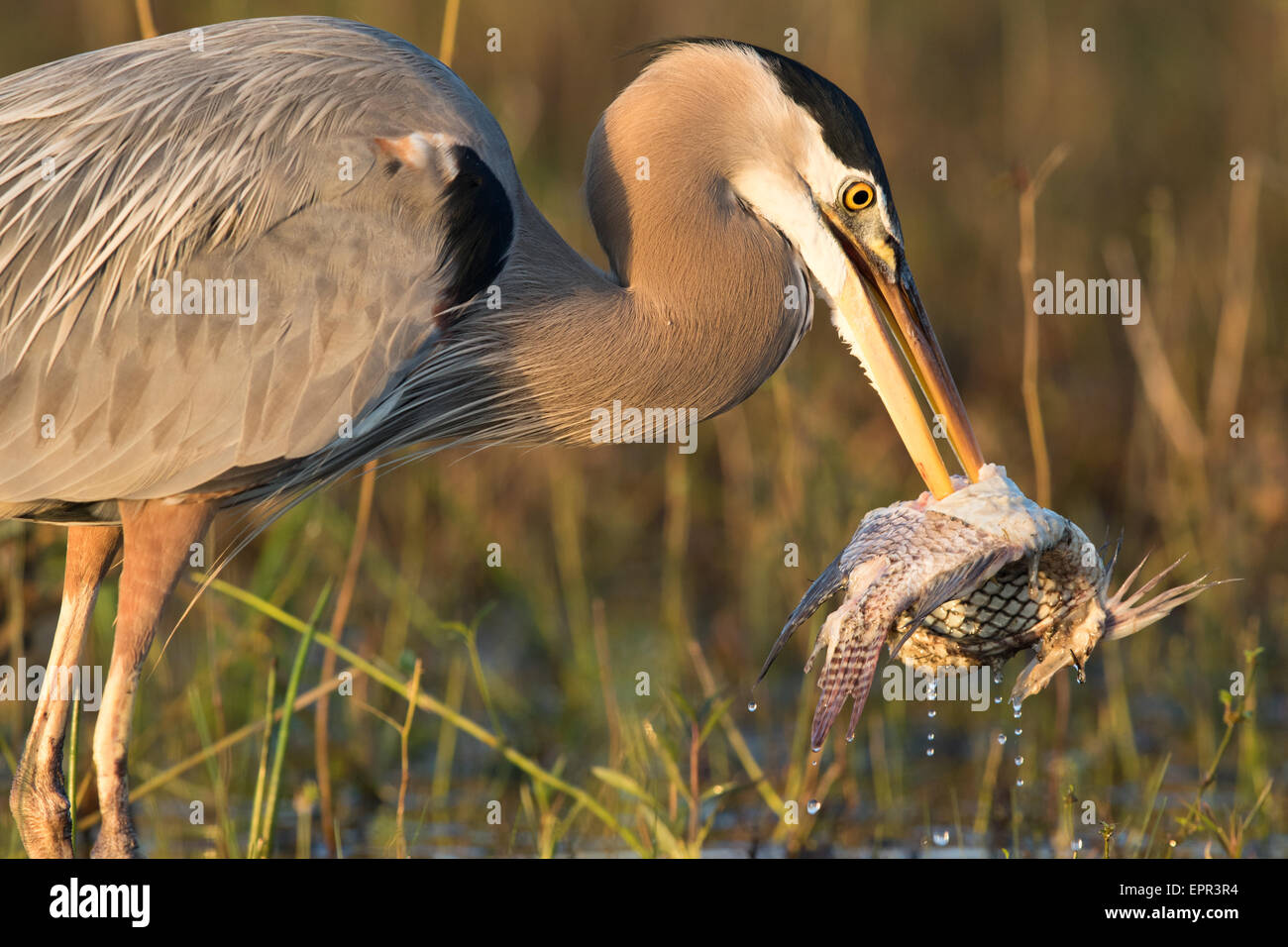 Great Blue Heron (Ardea herodias) with large fish impaled on its bill Stock Photo