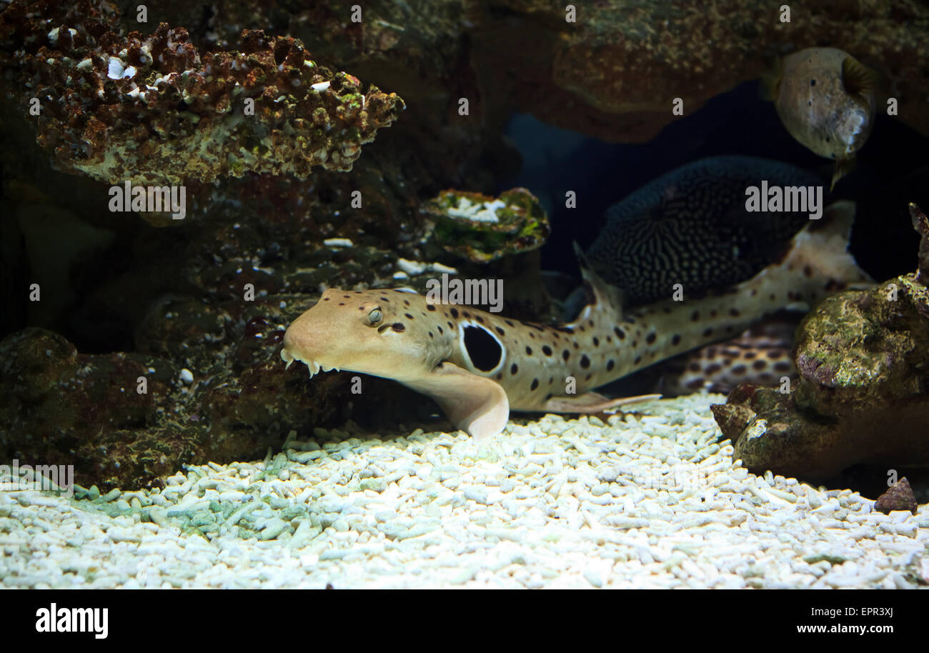 Cat-shark tropical Fish on a coral reef Stock Photo