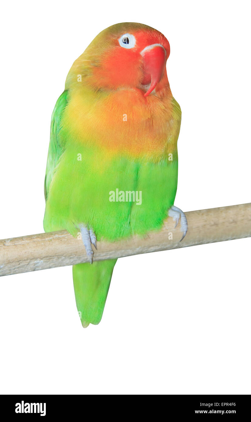 Agapornis parrot sitting on the branch Stock Photo