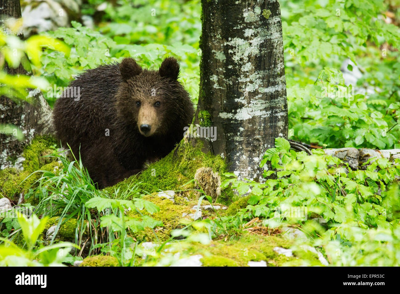 A one year old Brown Bear Cub in the forest in Notranjska, Slovenia ...