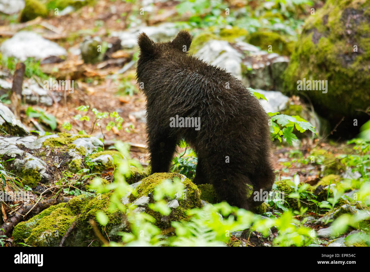 A one year old Brown Bear Cub in the forest in Notranjska, Slovenia