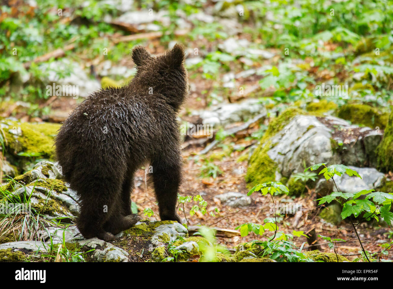 A one year old Brown Bear Cub in the forest in Notranjska, Slovenia ...