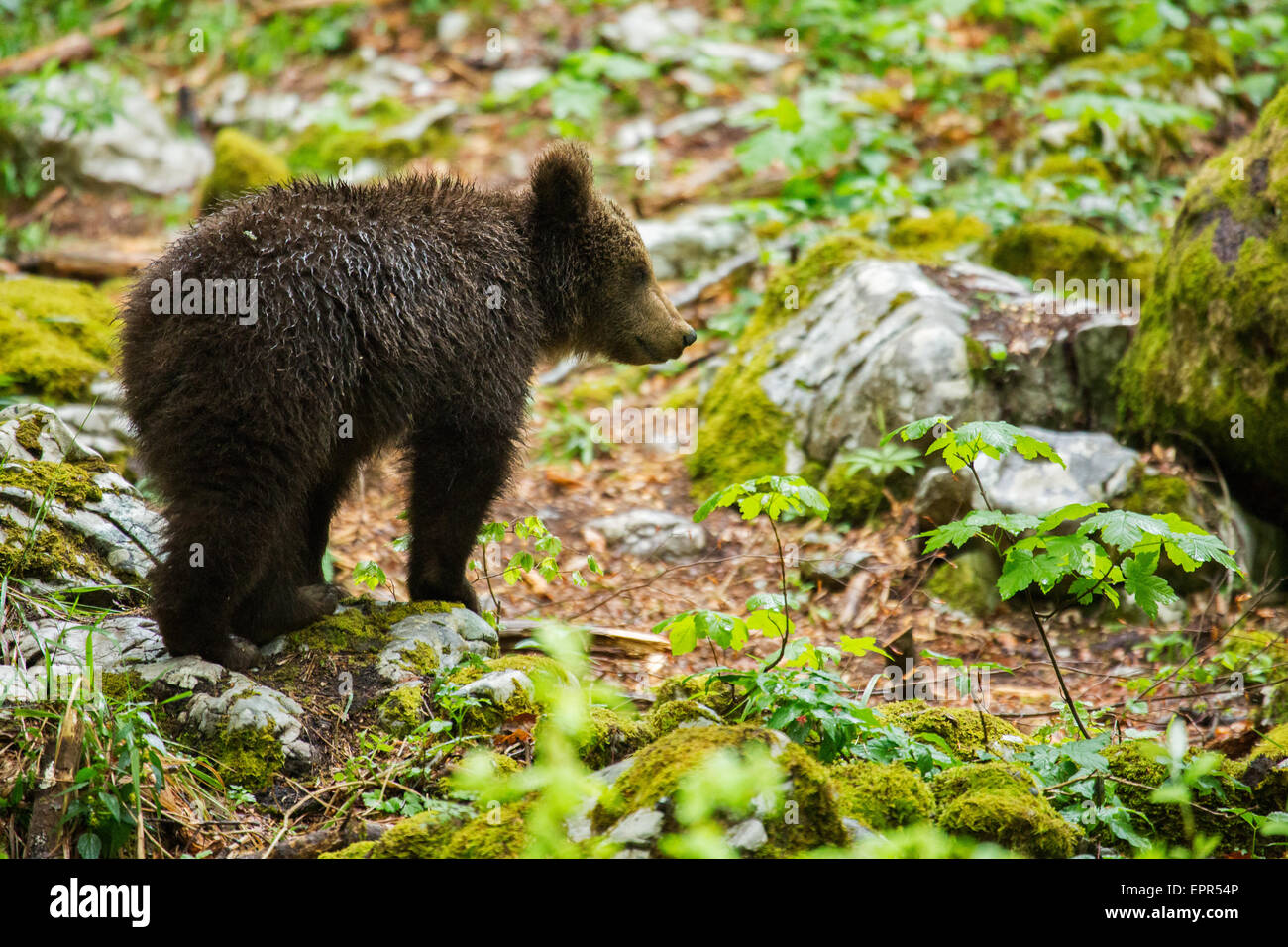 A one year old Brown Bear Cub in the forest in Notranjska, Slovenia ...