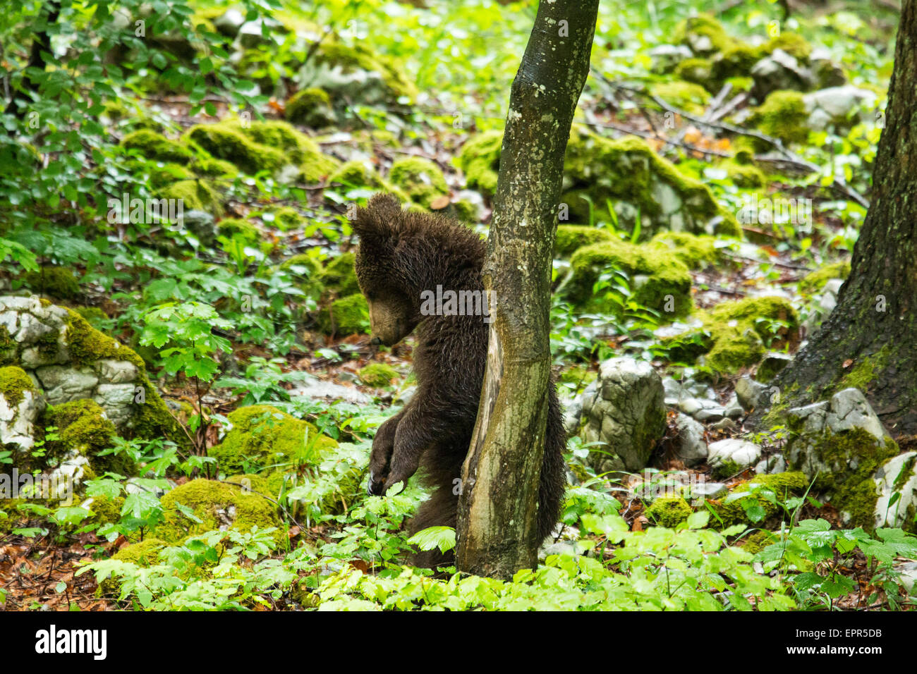 A one year old Brown Bear Cub in the forest in Notranjska, Slovenia ...