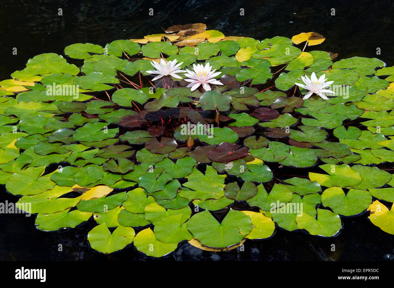 water lilies on the water Stock Photo - Alamy