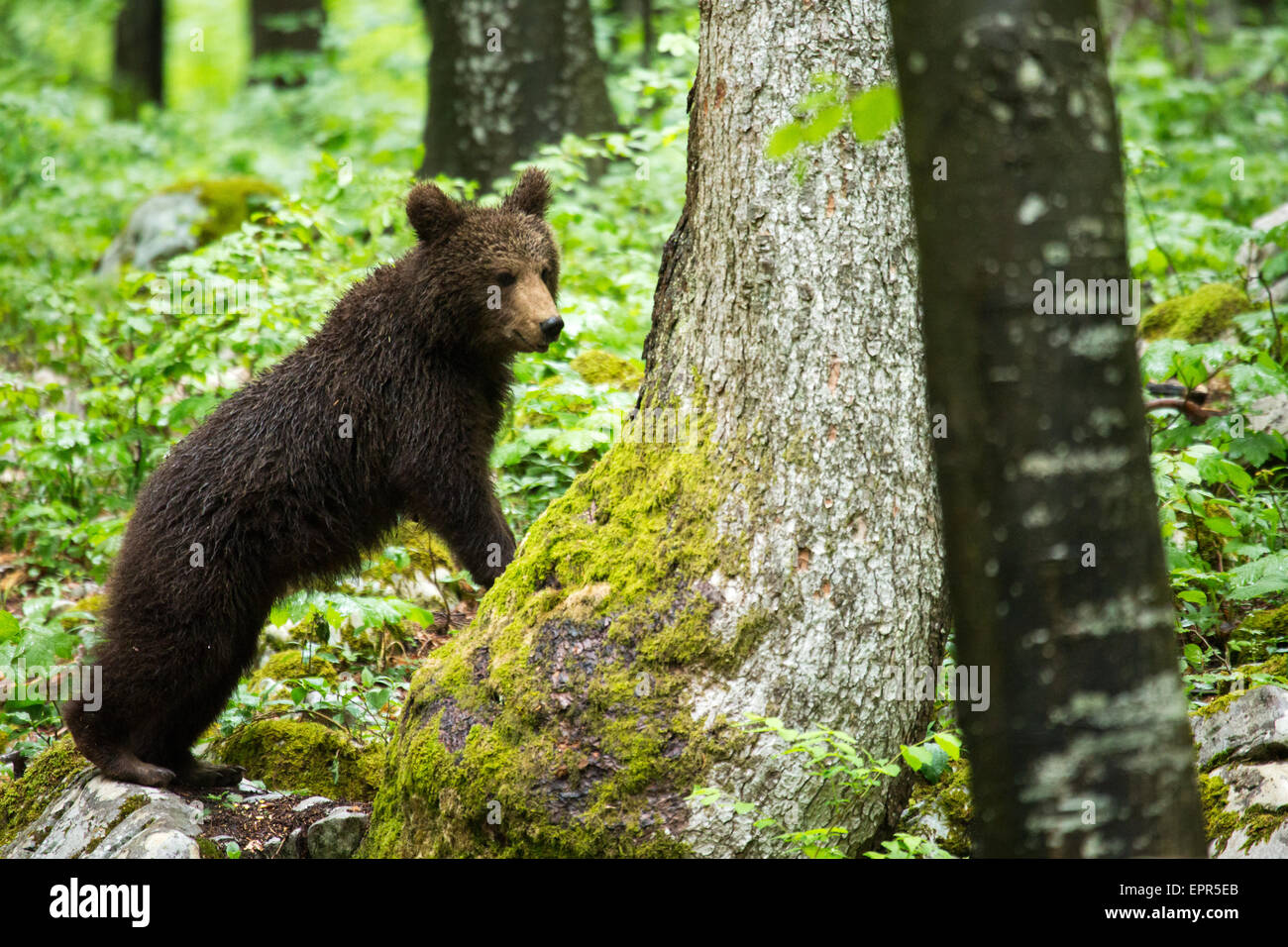 A one year old Brown Bear Cub in the forest in Notranjska, Slovenia ...