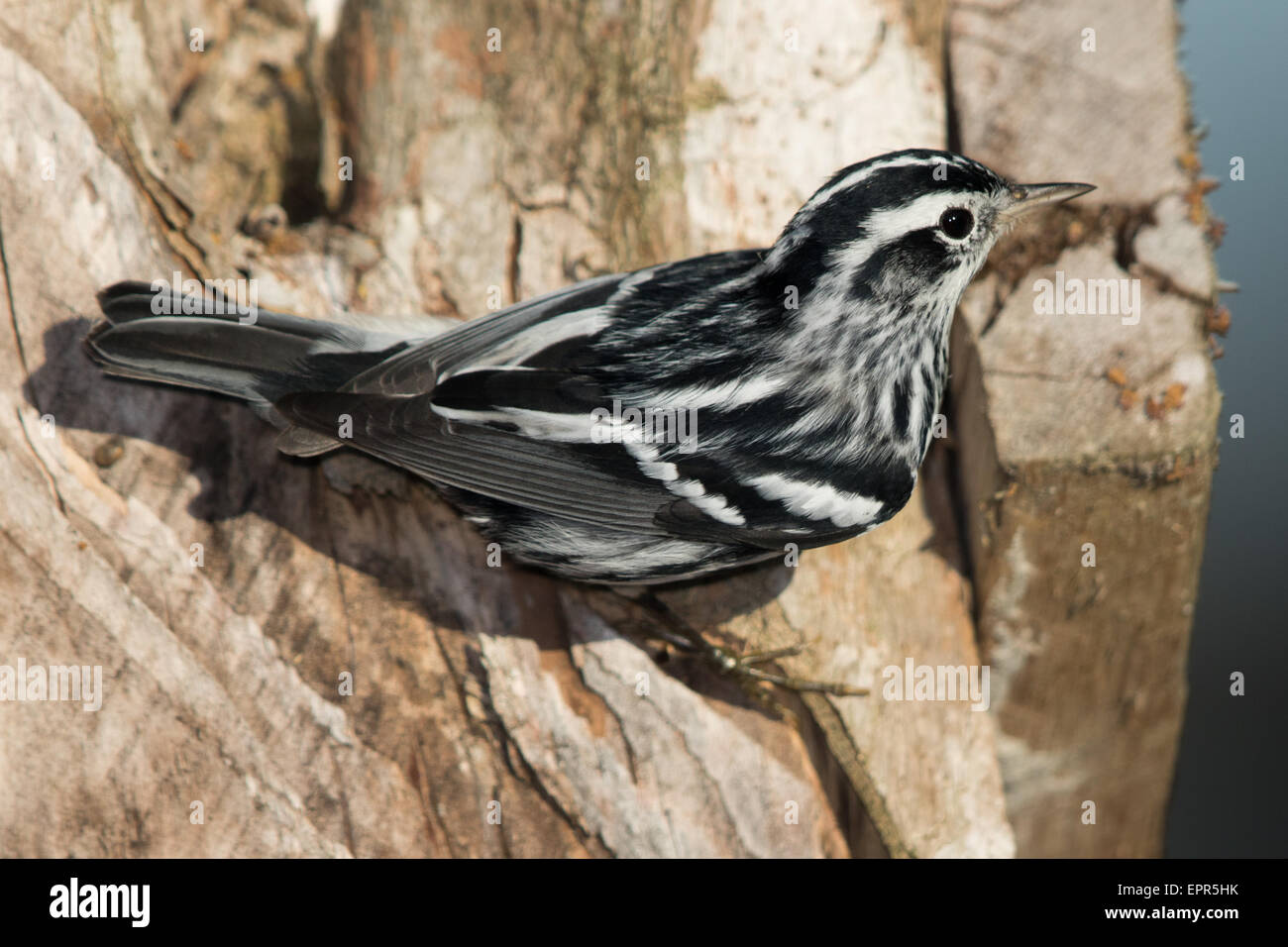 Black-and-white Warbler (Mniotilta varia) Stock Photo