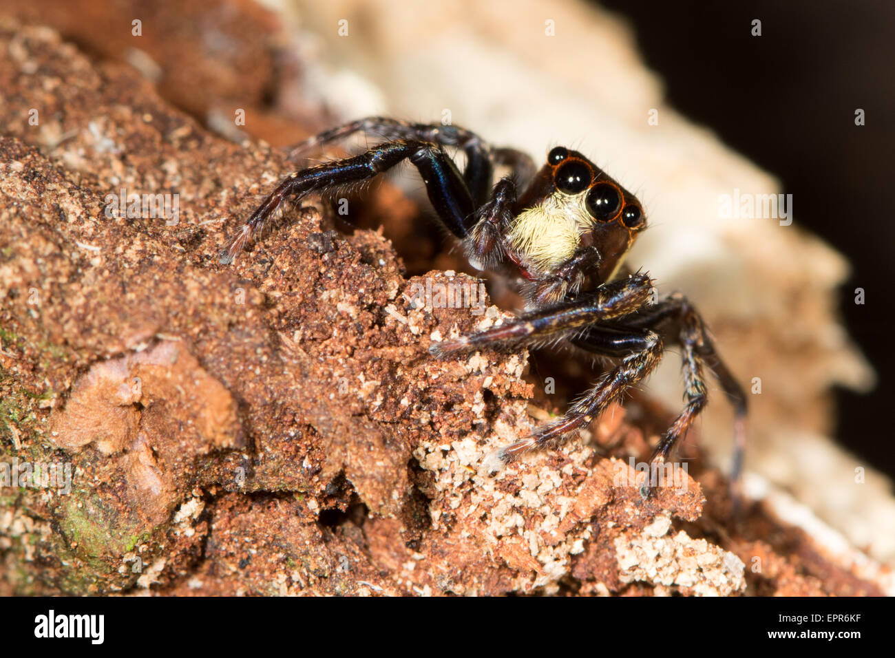 colourful Jumping Spider (Salticidae) in the leaf litter of the rainforest in Belize Stock Photo