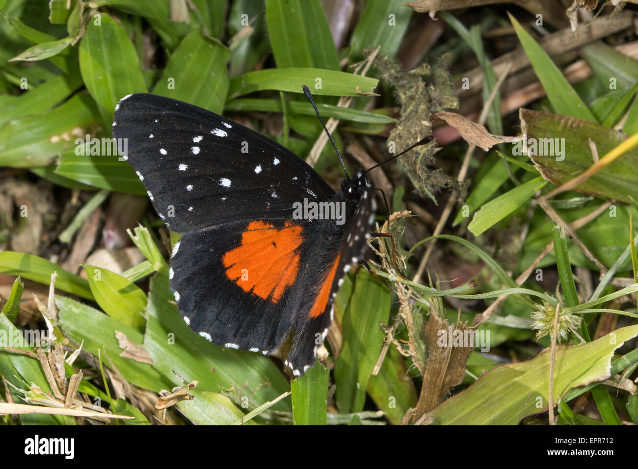 Crimson Patch (Chlosyne janais) butterfly Stock Photo