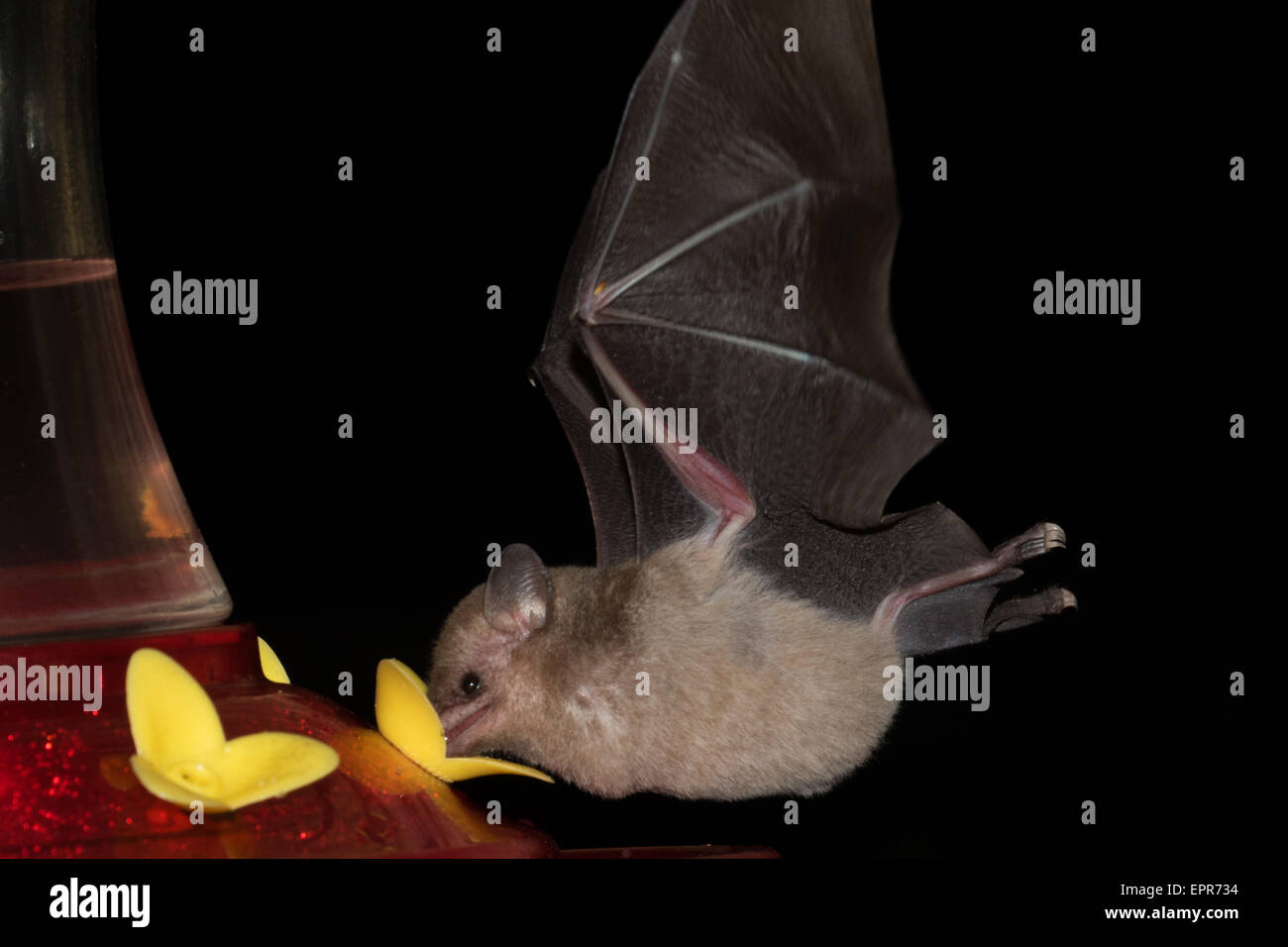 Long-tongued Bat sp. (Glossophaginae) feeding from a hummingbird feeder Stock Photo