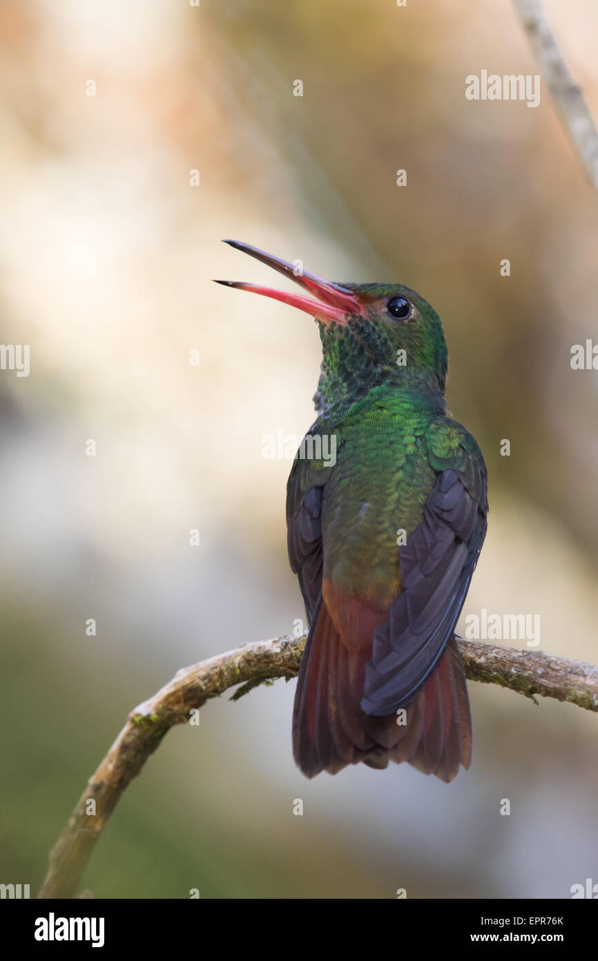 Male Rufous tailed Hummingbird Amazilia Tzacatl Calling Stock Photo Male Rufous tailed Hummingbird Amazilia Tzacatl Calling Stock Photo