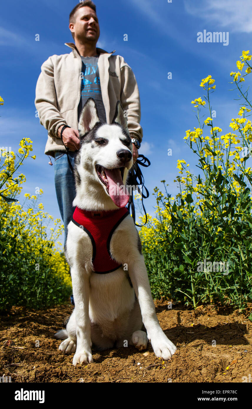A siberian husky puppy on a walk with his owner Stock Photo - Alamy