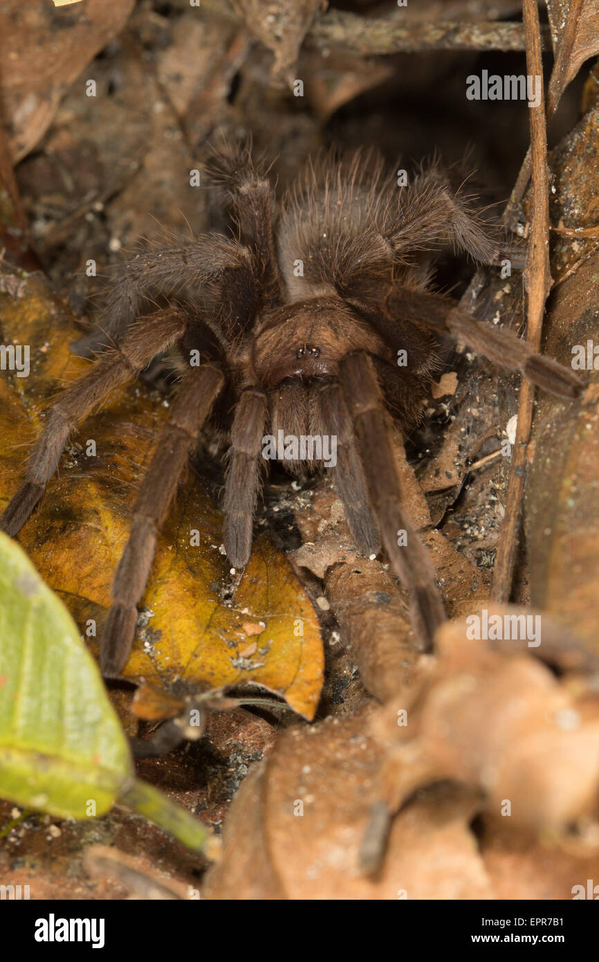 Brown Tarantula (Citharacanthus sp.) in the leaf litter of a rainforest in Belize Stock Photo