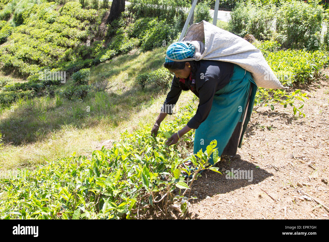 Female worker picking tea leaves on hillside, Nuwara Eliya, Central Province, Sri Lanka, Asia Stock Photo