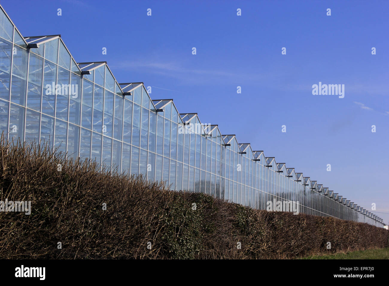 Commercial greenhouses in Llandow, VOG Stock Photo