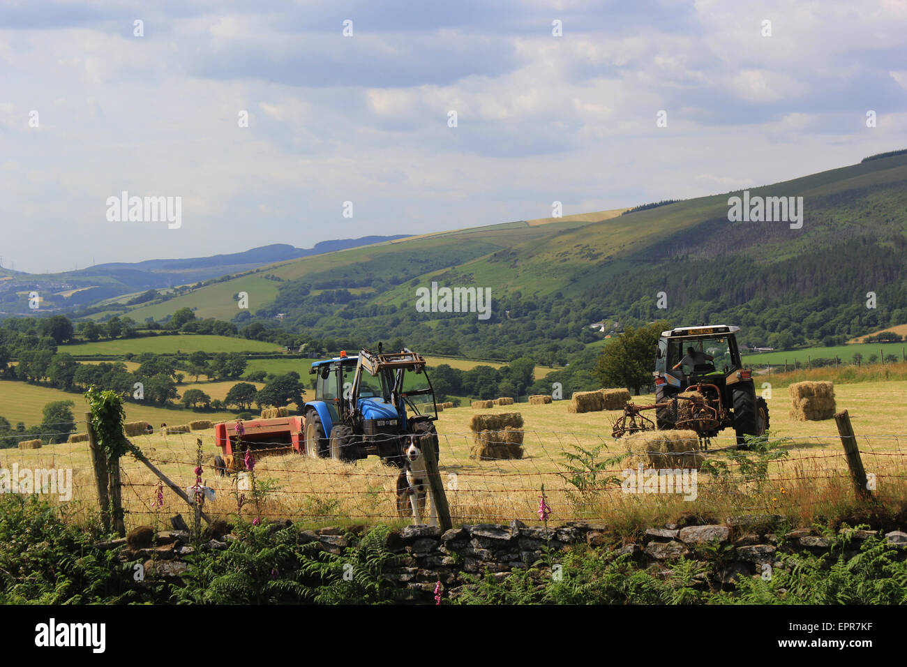 Farming on Llangeinor Common, Blaengarw Stock Photo Alamy