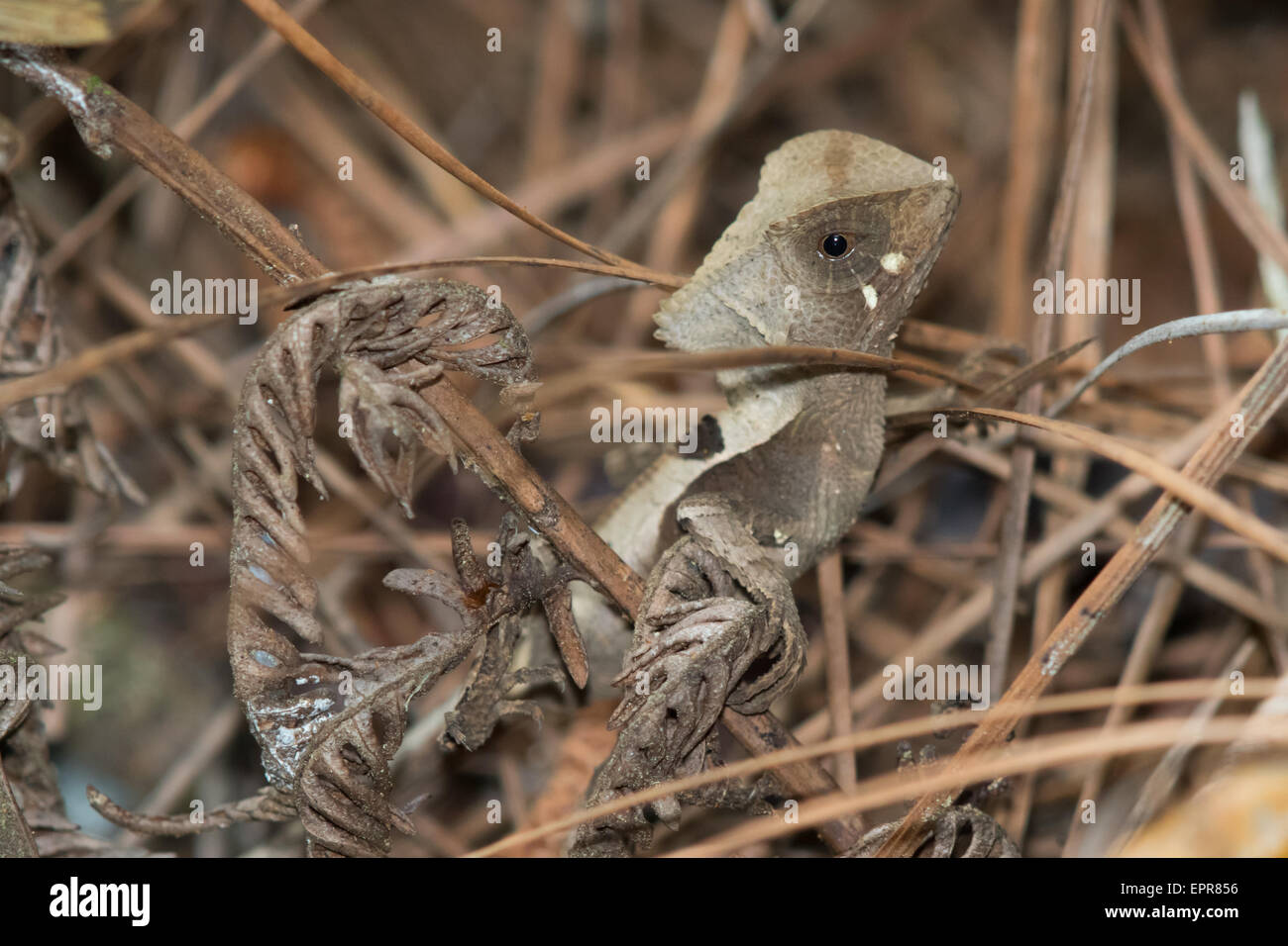 Casque-headed Lizard (Corytophanes cristatus) Stock Photo
