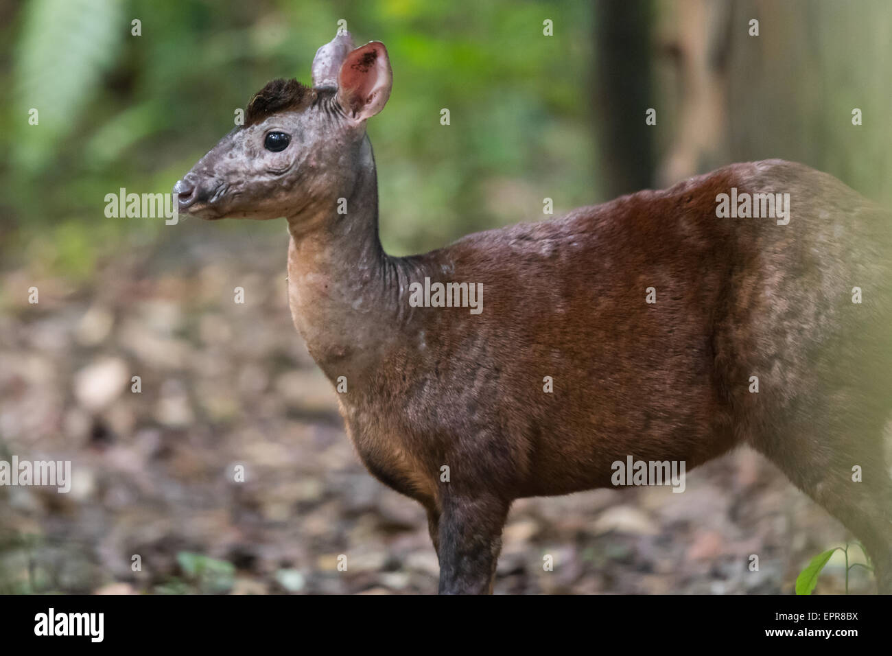 Mexican Red Brocket (Mazama temama) Stock Photo